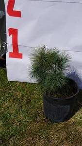White Pine Bare Root Potted Tree -Reference Photos for Size