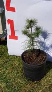 White Pine Bare Root Potted Tree -Reference Photos for Size