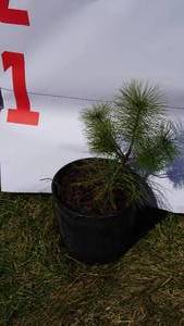 White Pine Bare Root Potted Tree -Reference Photos for Size