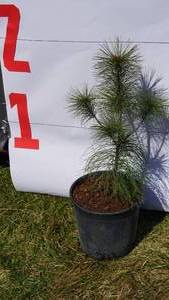 White Pine Bare Root Potted Tree -Reference Photos for Size