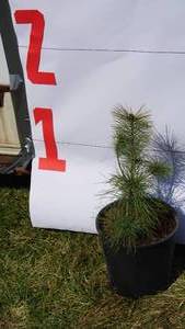 White Pine Bare Root Potted Tree -Reference Photos for Size