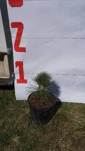 White Pine Bare Root Potted Tree -Reference Photos for Size