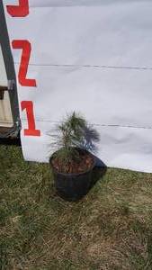 White Pine Bare Root Potted Tree -Reference Photos for Size