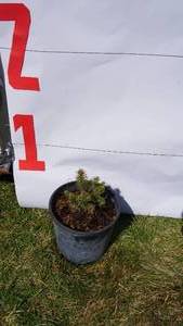 Meyer Spruce Bare Root Potted Tree -Reference Photos for Size