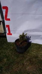 Meyer Spruce Bare Root Potted Tree -Reference Photos for Size