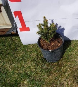 Meyer Spruce Bare Root Potted Tree -Reference Photos for Size