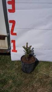 Meyer Spruce Bare Root Potted Tree -Reference Photos for Size