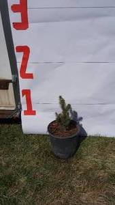 Meyer Spruce Bare Root Potted Tree -Reference Photos for Size