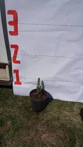 Meyer Spruce Bare Root Potted Tree -Reference Photos for Size