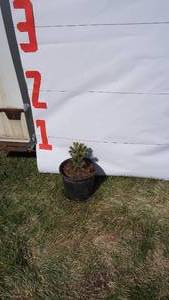 Meyer Spruce Bare Root Potted Tree -Reference Photos for Size
