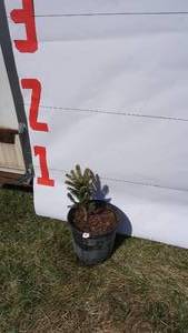 Meyer Spruce Bare Root Potted Tree -Reference Photos for Size