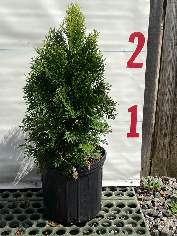 Potted Arborvitae -- Sedums -- Lillies -- Rhubarb & More 