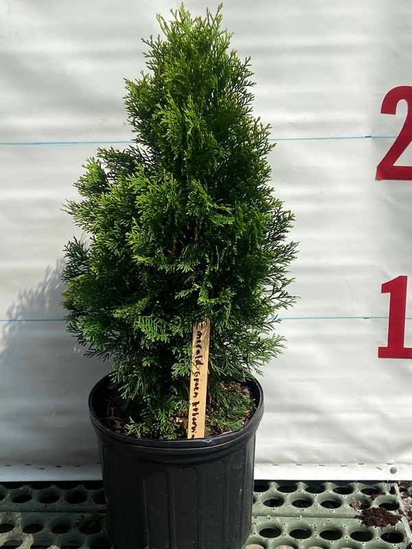 Potted Arborvitae -- Sedums -- Lillies -- Rhubarb & More | K-BID