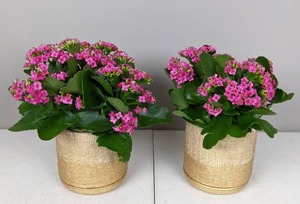 lot 41 image: Set of (2) Matching Bright Pink Flowers and Pots