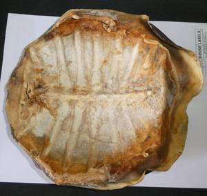 Turtle shell - approx 8x10 inch