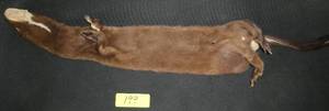 Mink pelt