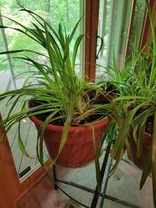 Spider Plant Triplets