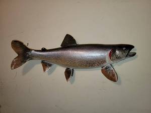 Trophy Lake Trout 27 Inches
