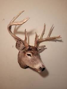 Trophy Buck Taxidermy Mount (A)