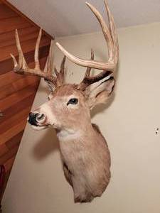 Trophy Buck Taxidermy Mount (B)