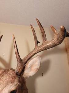 Trophy Buck Taxidermy Mount (C)