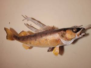Trophy Walley 25 Inches