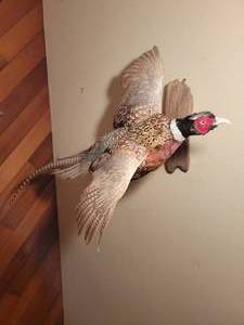 Flying Pheasant Taxidermy Wall Mount