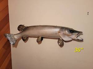 Trophy Musky 36