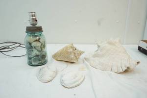 shell lamp and assorted shells