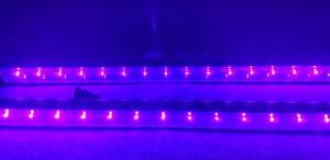 lot 26 image: American DJ LED Blacklight, Lot of 2