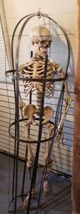 lot 185 image: Skeleton in Cage