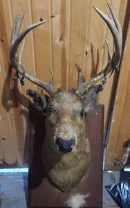 lot 200 image: Mounted Deer Head