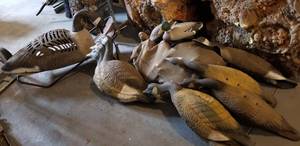 lot 213 image: Large Assortment of Duck and Goose Decoys