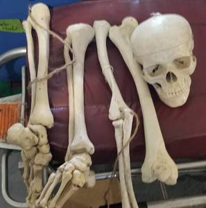 lot 279 image: Pile of Bones