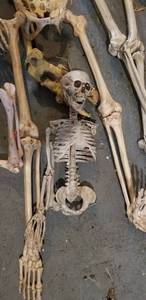 lot 278 image: Collection of Skeletons