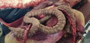 lot 190A image: Realistic Operating Patient
