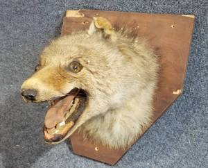 lot 64 image: Creepy Mounted Animal