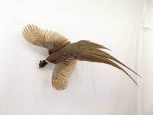 Pheasant Taxidermy Mount