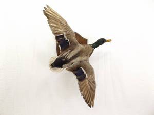 Mallard Taxidermy Mount