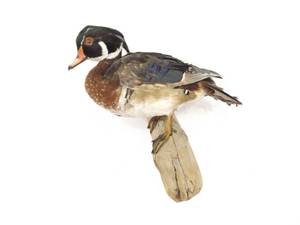 Woodduck Taxidermy Mount