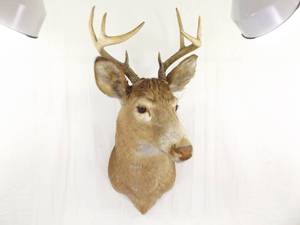 Deer Taxidermy Mount