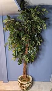 lot 80 image: Faux Ficus Tree in Pretty Peacock Pot