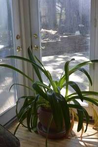 Large Red Blooming Amaryllis house plant