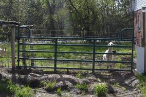 lot 85 image: 12 cattle gate