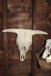 lot 384 image: Bull Skull