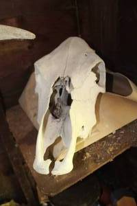 lot 347 image: Animal Skull