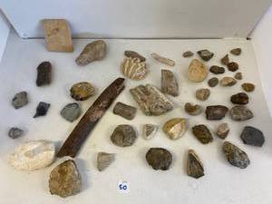 Group Of Vintage Fossils And Coral