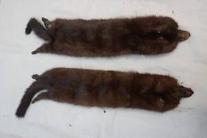 lot 115 image: 2 mink pelts