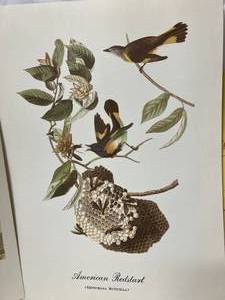 18 Audubon Full Colored Prints