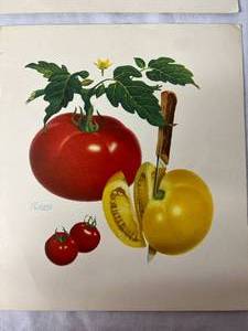 Set of 4 Vegetable Pictures - by Per Tchik